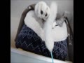 ねむいのに構われて迷惑そうな猫 ねむいのに構われて迷惑そうな猫